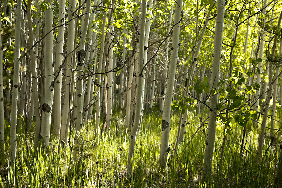 Aspens on the road to Rocky Mountain Park